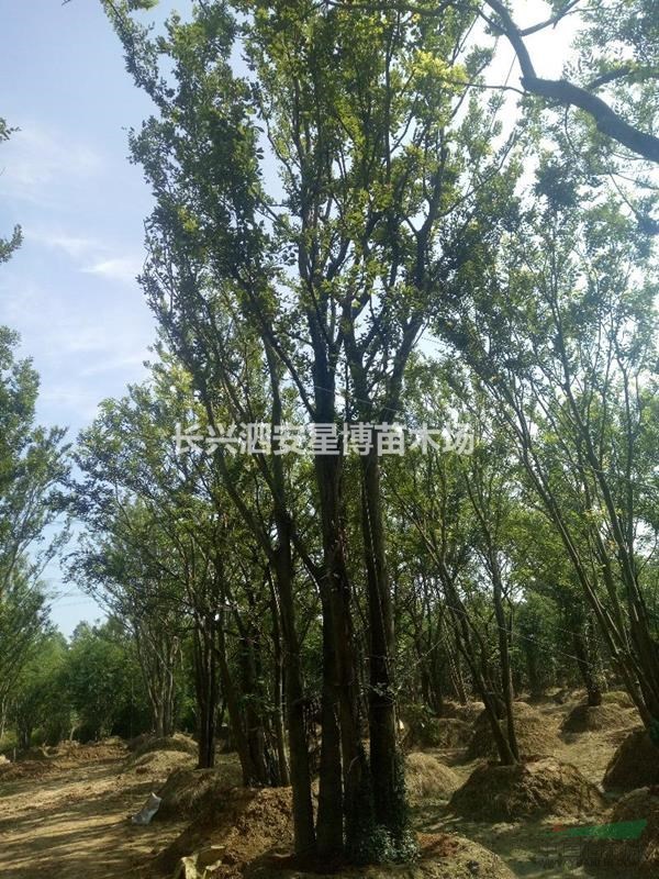 浙江省長興泗安星博苗木場供應(yīng)移栽叢生樸樹