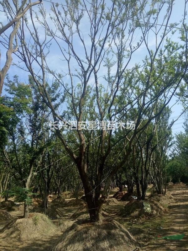 浙江省長興泗安星博苗木場供應(yīng)移栽叢生樸樹