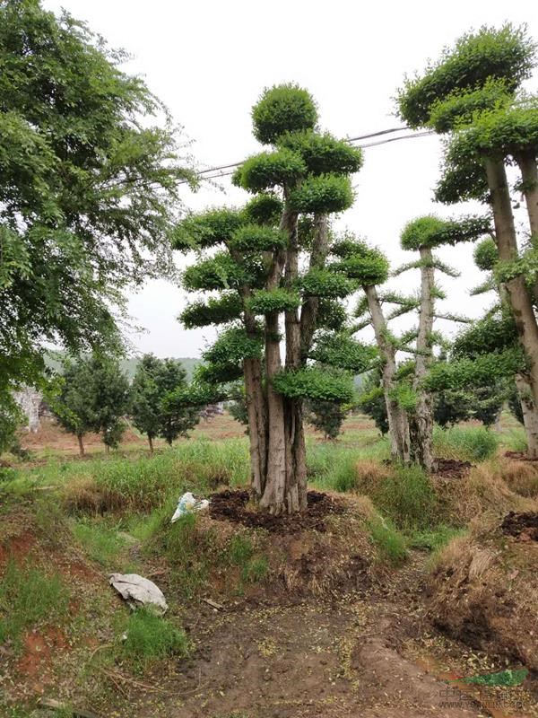 大量高檔3米造型赤楠 造型紅繼木 造型女貞大桿與小桿價格不同