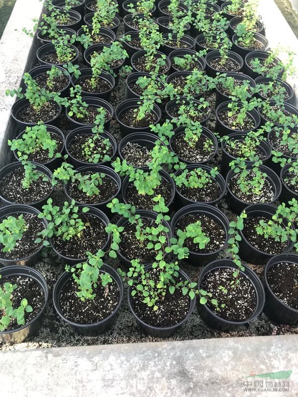 笑靨花，繡線菊