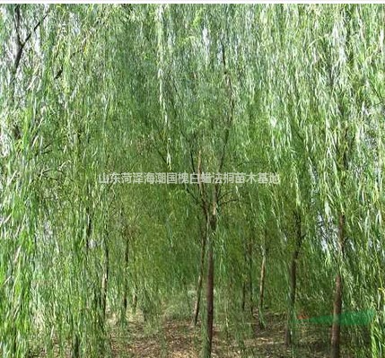 供往貴州垂柳云南垂柳江西垂柳湖南垂柳湖北垂柳浙江垂柳