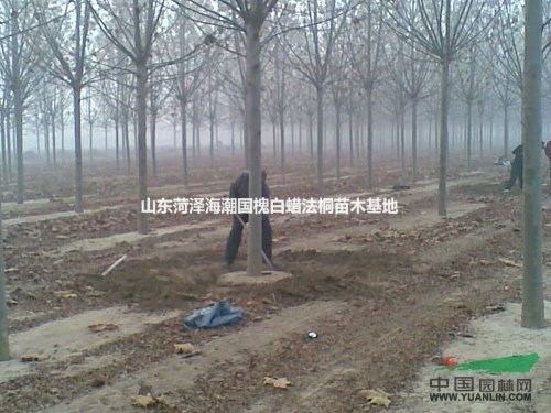 供往貴州垂柳云南垂柳江西垂柳湖南垂柳湖北垂柳浙江垂柳
