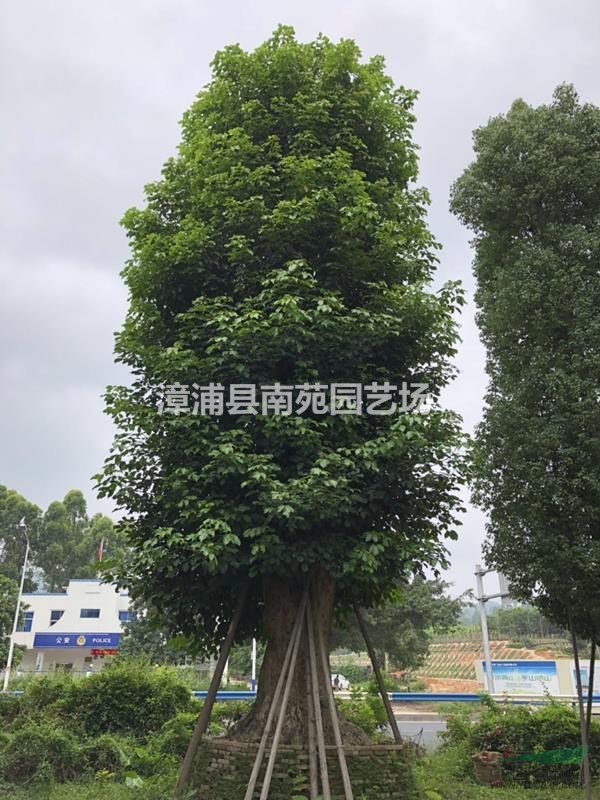 福建地区供应40-150公分重阳木（秋枫）移植苗
