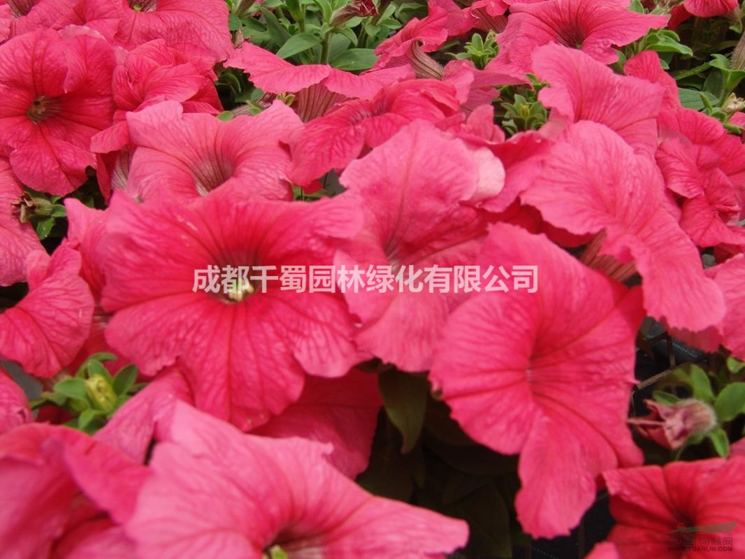 矮牽牛批發(fā)，矮牽牛的花期，哪里有矮牽牛賣，成都矮牽?；? /></p>
                    <p class=