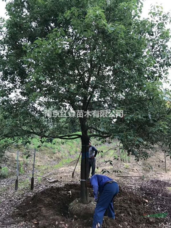 南京紅森苗木供應(yīng)5-30公分香樟