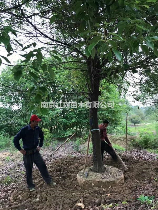 南京紅森苗木供應(yīng)5-30公分香樟