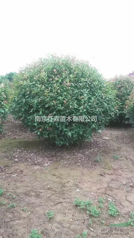 南京紅森苗木有限公司供應(yīng)紅葉石楠球