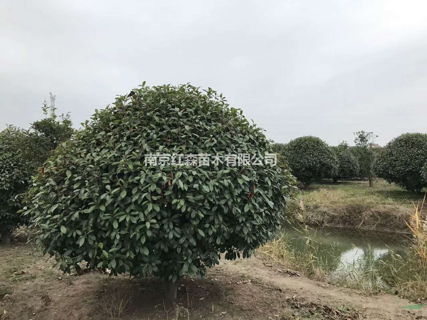 南京紅森苗木有限公司供應(yīng)紅葉石楠球