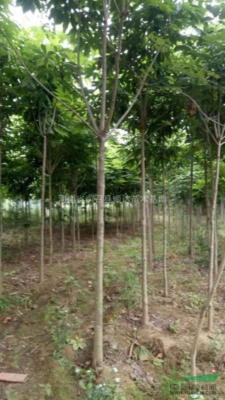 河南地區(qū)供應(yīng)七葉樹3-20公分