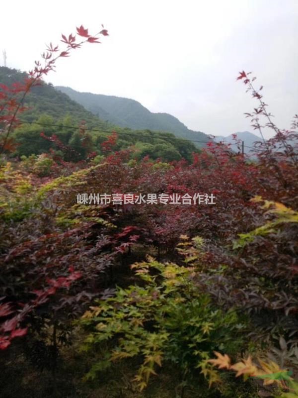 大批量供應優質五公分紅楓