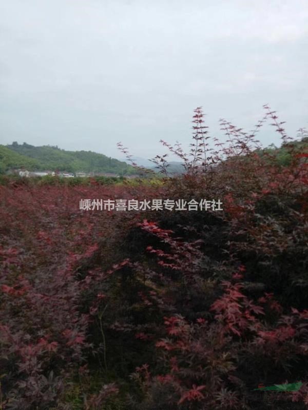 大批量供應優質五公分紅楓