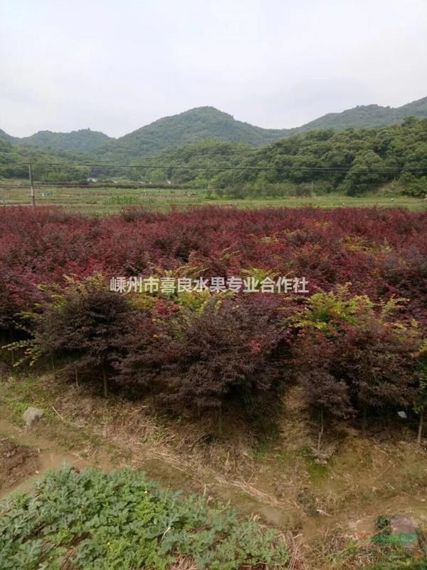大批量供應優質五公分紅楓