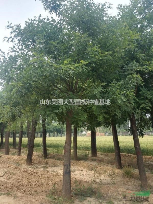 春天金枝國(guó)槐樹(shù)小苗最新價(jià)格及市場(chǎng)行情