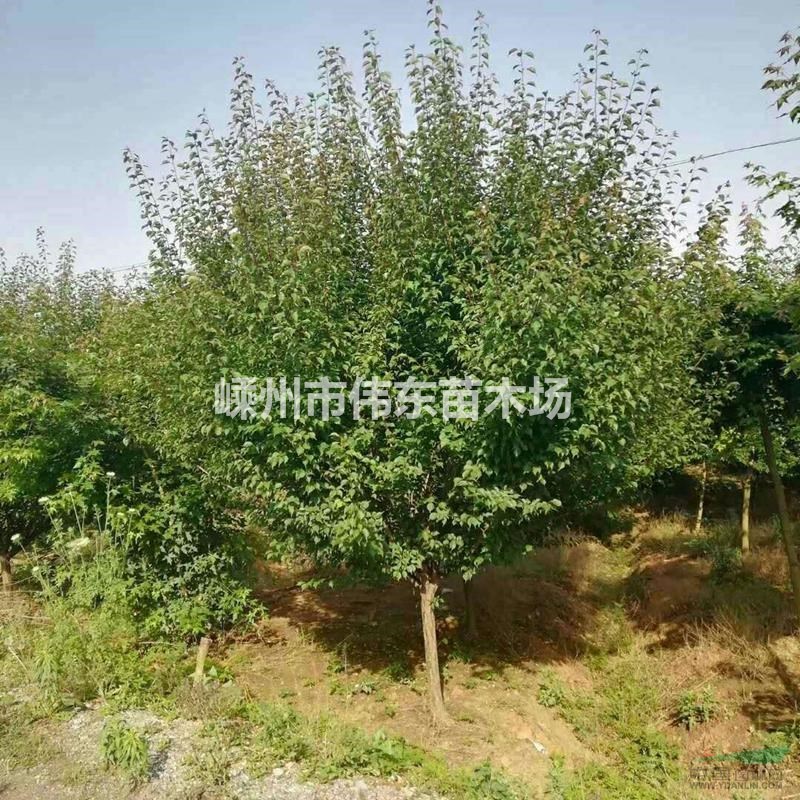 浙江红梅嵊州红梅基地浙江嵊州红梅价格