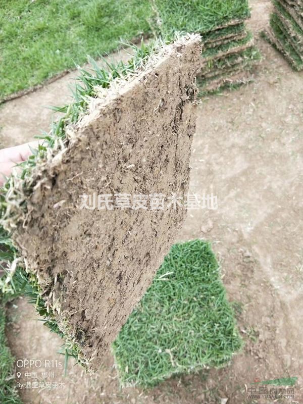 春季草坪的化學(xué)除草7