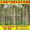 2公分國(guó)槐樹價(jià)格3公分國(guó)槐樹價(jià)格 