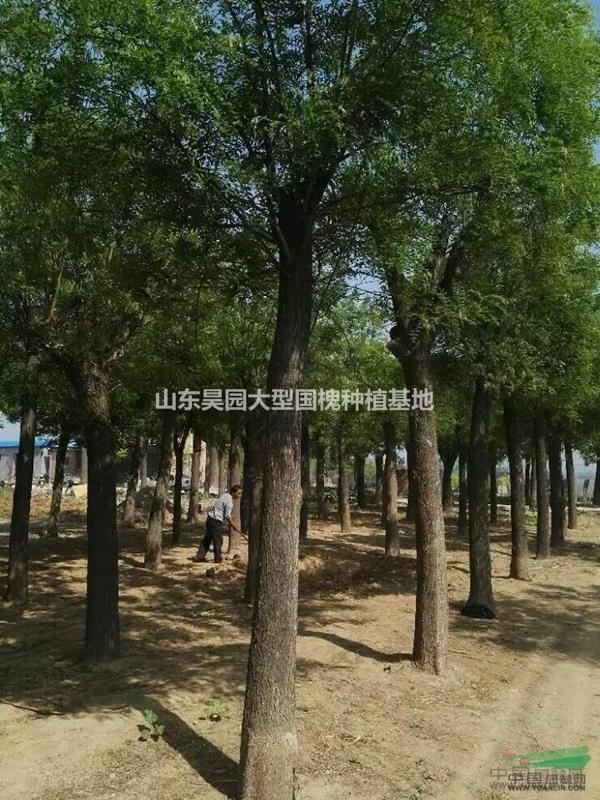 2公分國(guó)槐樹價(jià)格3公分國(guó)槐樹價(jià)格 