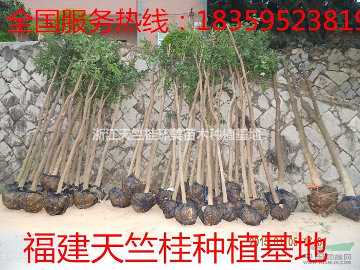 浙江萬(wàn)畝天竺桂種植基地 浙江天竺桂工程苗木種植基地最新價(jià)格