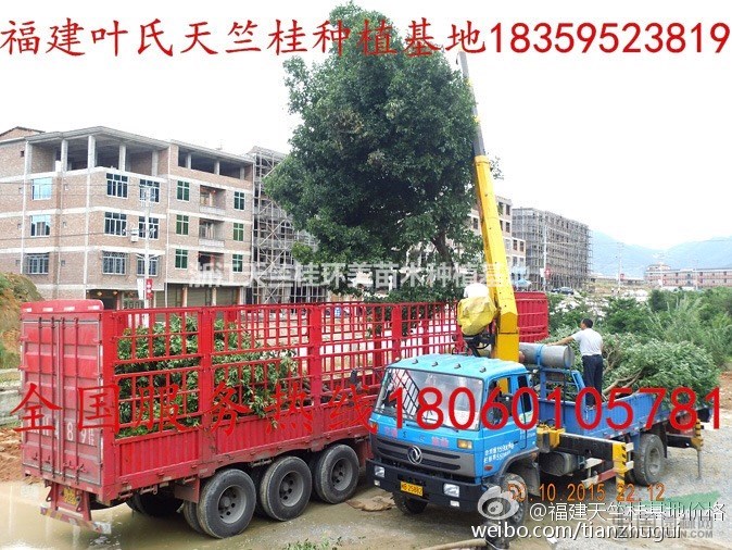浙江萬(wàn)畝天竺桂種植基地 浙江天竺桂工程苗木種植基地最新價(jià)格