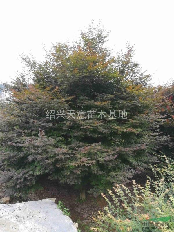 精品紅楓系列基地