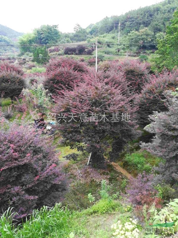 精品紅楓系列基地