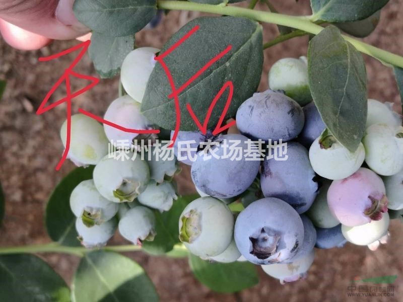 新品種藍莓地栽苗