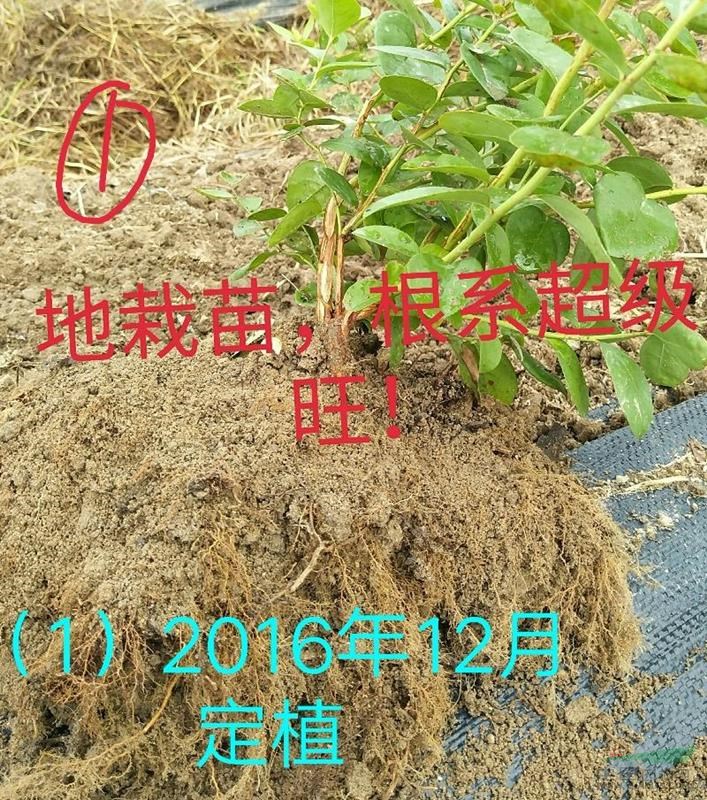 新品種藍莓地栽苗