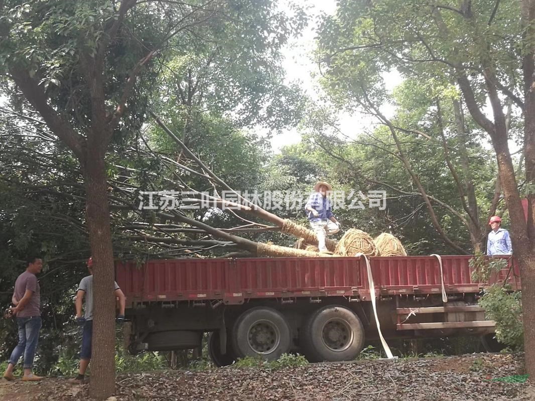12-20公分櫸樹  江蘇三葉宿遷基地櫸樹 江蘇櫸樹
