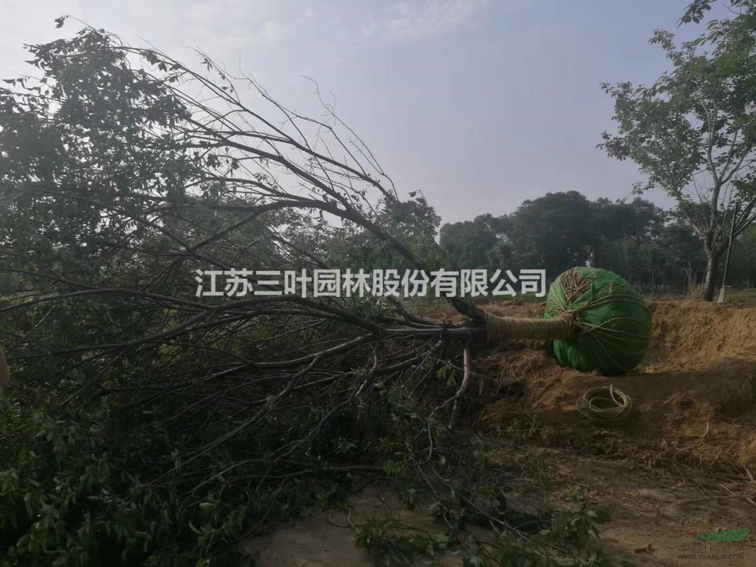 櫻花 7-13公分櫻花 江蘇三葉櫻花