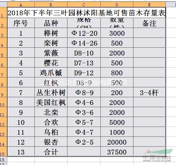 櫻花 7-13公分櫻花 江蘇三葉櫻花