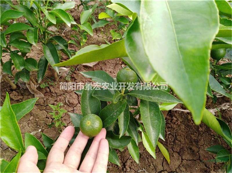 供應(yīng)香橙砧木優(yōu)質(zhì)愛媛柑橘杯苗價(jià)格13，四川貨源