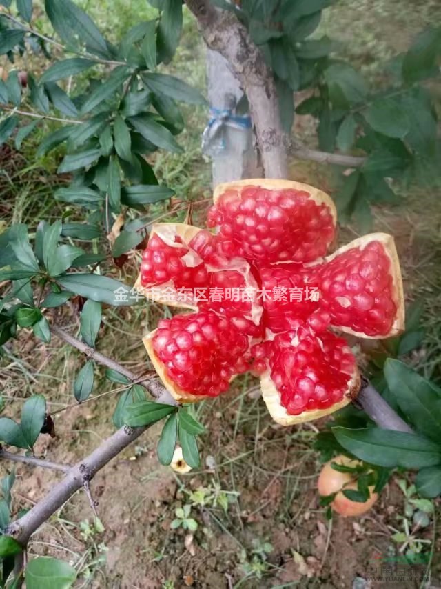 供應突尼斯軟籽石榴樹