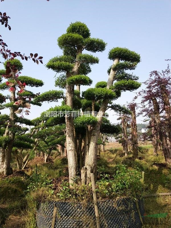 單桿造型小葉女貞價(jià)格多少錢？基地直銷大規(guī)格造型女貞價(jià)格？