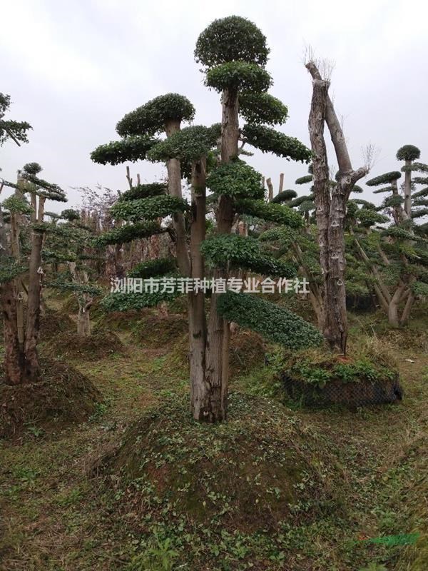 單桿造型小葉女貞價(jià)格多少錢？基地直銷大規(guī)格造型女貞價(jià)格？