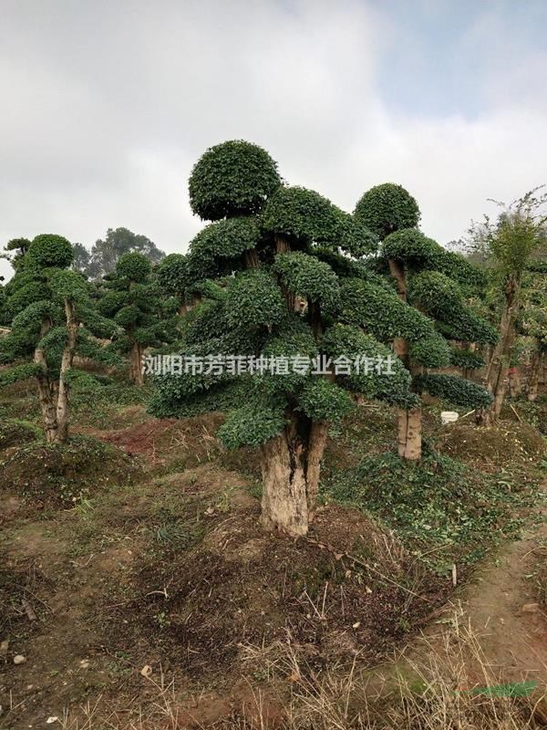 造型小葉女貞成活高？批發(fā)造型楊梅樹找芳菲種植？