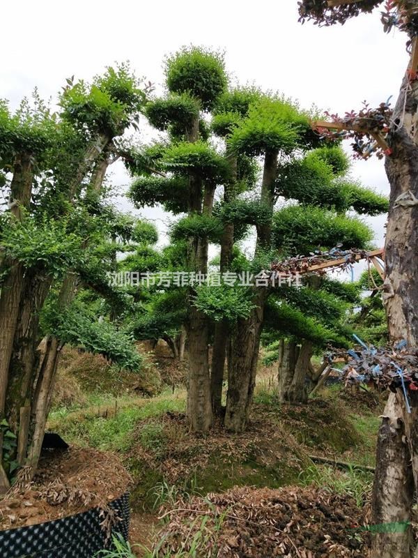 造型小葉女貞成活高？批發(fā)造型楊梅樹找芳菲種植？