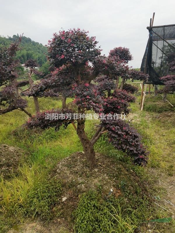 湖南造型紅花繼木 造型小葉女貞 造型榆樹那里優(yōu)惠 那家更優(yōu)惠