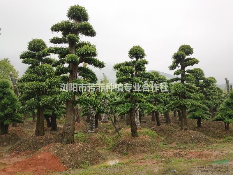 湖南造型紅花繼木 造型小葉女貞 造型榆樹那里優(yōu)惠 那家更優(yōu)惠