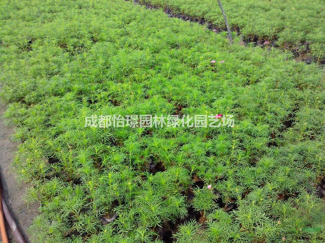 波斯菊工程苗   波斯菊批發(fā)價格    波斯菊種子