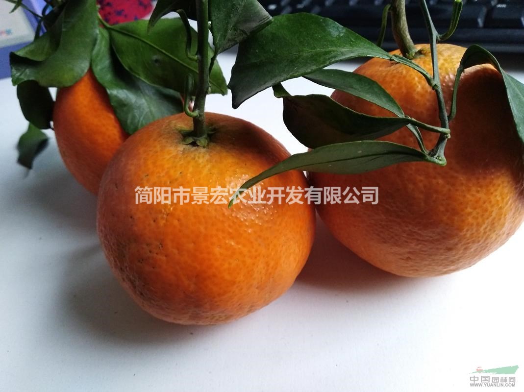 供應(yīng)早熟柑橘品種，愛媛38號橘橙苗，一年苗