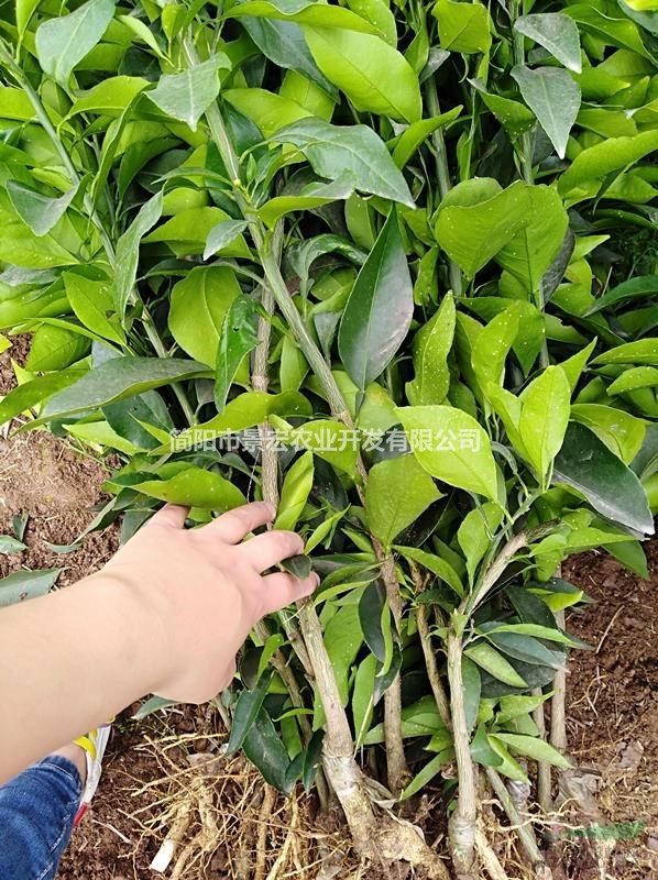供應(yīng)柑橘杯苗，愛(ài)媛38號(hào)優(yōu)良柑橘苗，橘橙苗