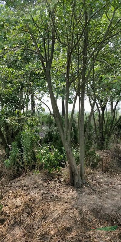 江蘇沭陽(yáng)地區(qū)供應(yīng)冬青衛(wèi)盾球龍柏國(guó)槐銀杏香樟欒樹(shù)