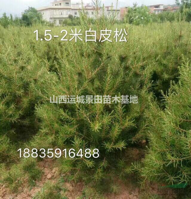 白皮松生長習(xí)性_生態(tài)特征_繁育方法_產(chǎn)地分布_主要用途