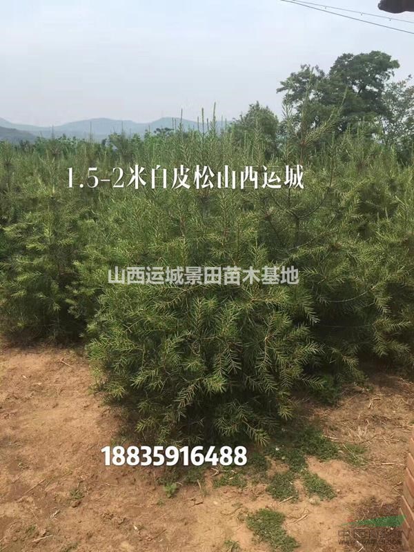 白皮松生長習(xí)性_生態(tài)特征_繁育方法_產(chǎn)地分布_主要用途