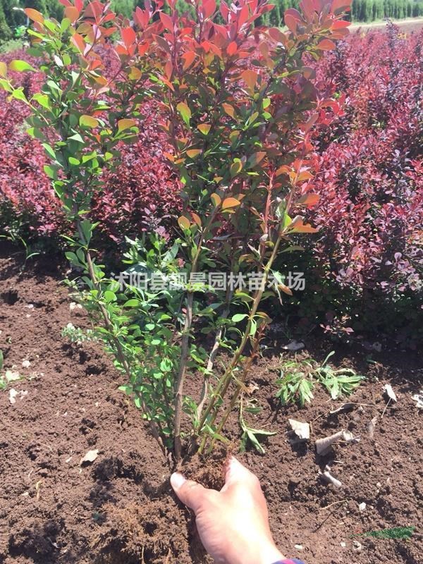 红叶小檗50公分装车价格,紫叶小檗修剪绿篱50公分苗圃直销