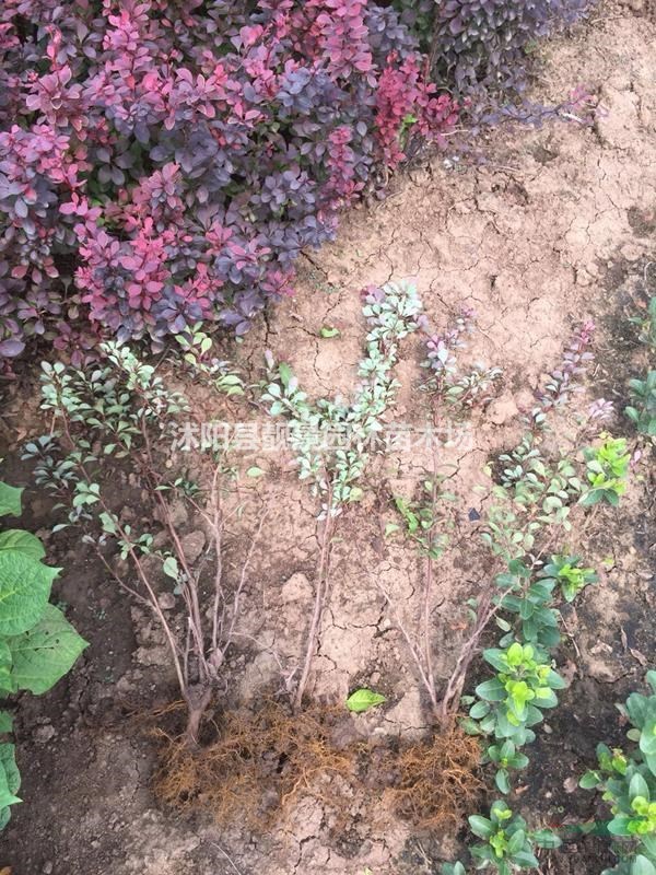 江苏红叶小檗40公分报价,红叶小檗一年生,紫叶小波批发