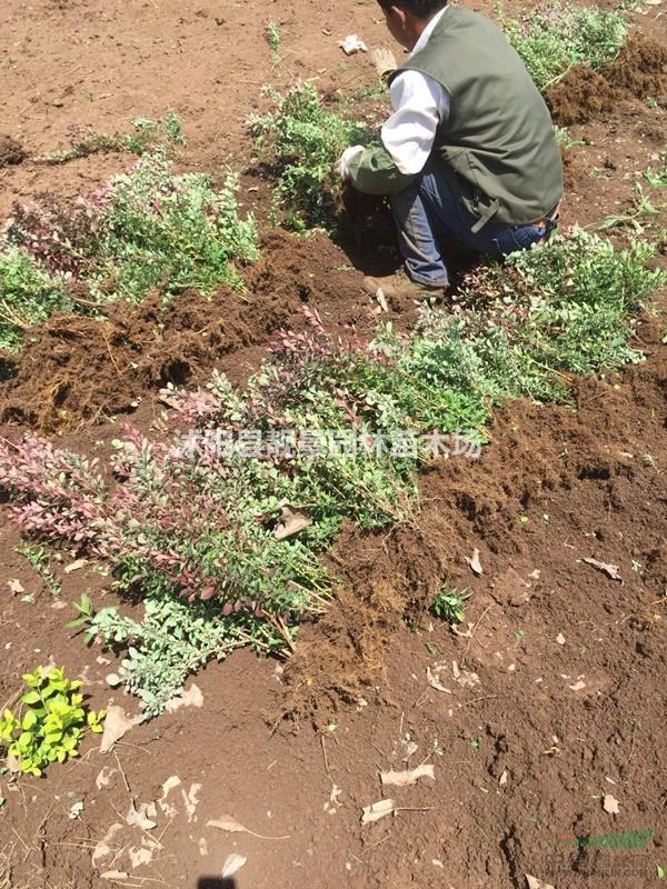 江苏红叶小檗40公分报价,红叶小檗一年生,紫叶小波批发