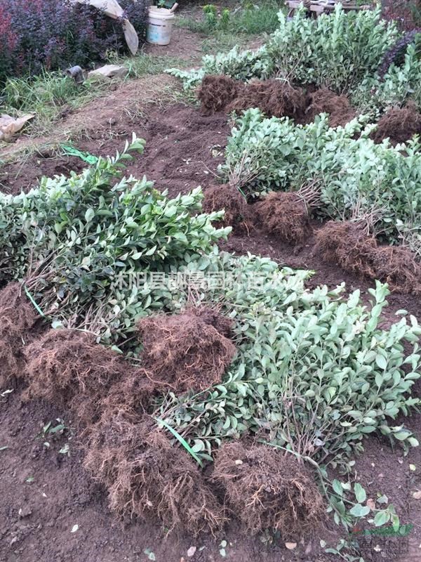 胶东卫矛60公分高,胶东卫矛二年生,卫矛苗圃批发