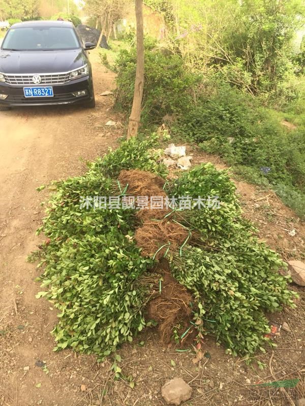 胶东卫矛60公分高,胶东卫矛二年生,卫矛苗圃批发