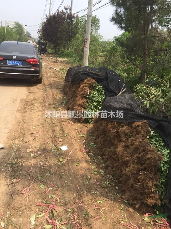 胶东卫矛60公分高,胶东卫矛二年生,卫矛苗圃批发